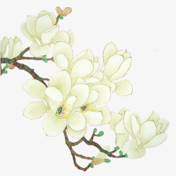 White Orchid Flowers, Gardenia, Flowers, Illustration PNG Image ...