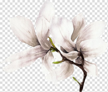 White orchids, White flowers transparent background PNG clipart