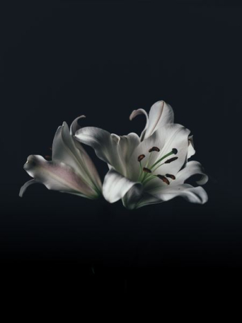 white oriental lily flower white oriental lily flower
