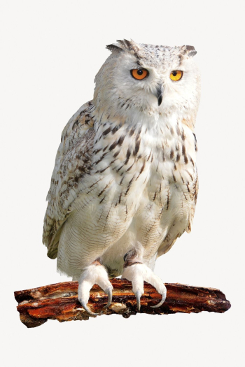 White owl isolated on white, | Free PSD - rawpixel White owl isolated on white, | Free PSD - rawpixel