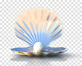 White pearl with shell, Seashell Computer file, Seashells transparent background PNG clipart