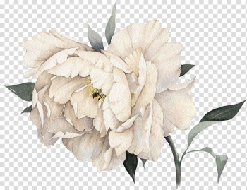 White peony flower illustration, Chanel No. 5 Coco Mademoiselle Perfume, Light pink peony flowers transparent background PNG clipart