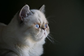 white Persian cat white Persian cat