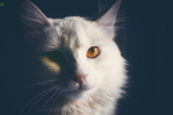 White Persian Cat White Persian Cat