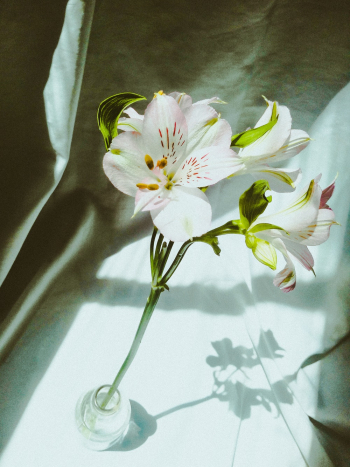 White Petal Flower White Petal Flower