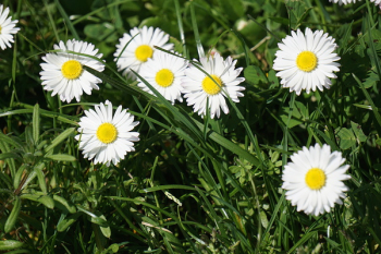 White Petal Flower Field White Petal Flower Field