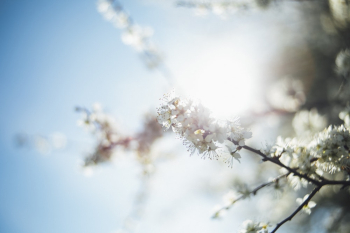 White Petaled Flower White Petaled Flower