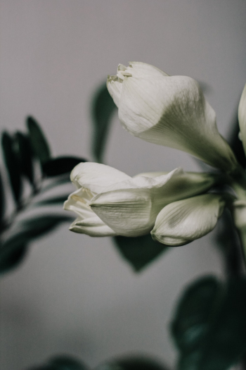 White Petaled Flower White Petaled Flower
