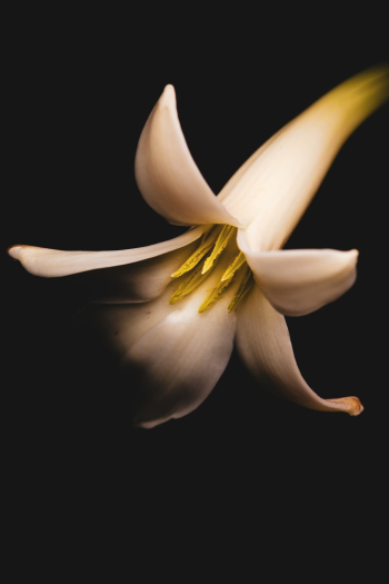 White Petaled Flower White Petaled Flower