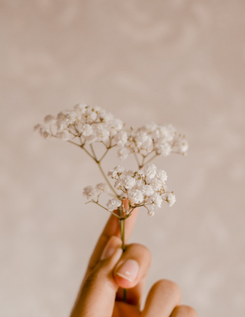White Petaled Flower White Petaled Flower
