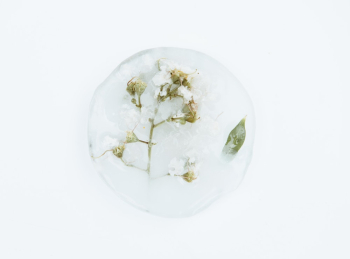 White Petaled Flower White Petaled Flower