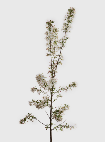 White-petaled Flower White-petaled Flower