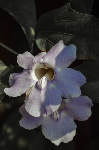 White-petaled Flower White-petaled Flower