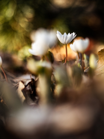 White-petaled Flower White-petaled Flower