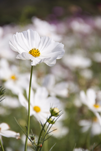 White Petaled Flower Field White Petaled Flower Field