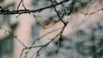 White Petaled Flower on Black Branch White Petaled Flower on Black Branch