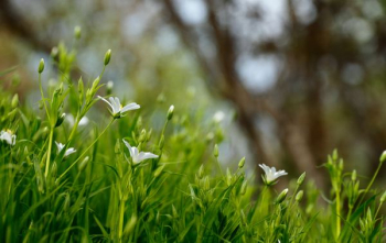 white petaled flowers blooms at daytime white petaled flowers blooms at daytime