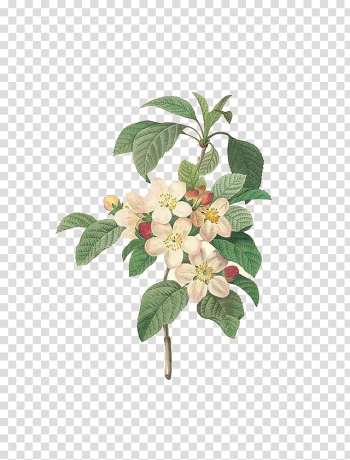 White petaled flowers , Choix des plus belles fleurs Pierre-Joseph Redoutxe9 (1759-1840) Painting Printmaking, Hand-painted exquisite apple flowers transparent background PNG clipart