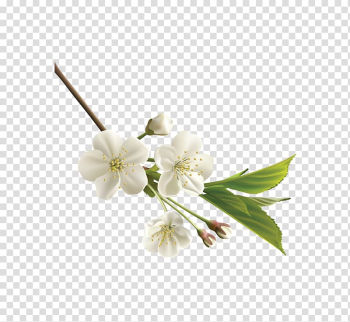 White petaled flowers, Flower White , white realistic Japanese cherry blossoms transparent background PNG clipart