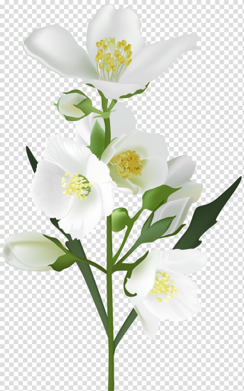White petaled flowers illustration, Flower White , jasmine flower transparent background PNG clipart