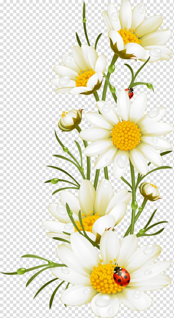 White petaled flowers illustration, Poppy Flower Chamomile Illustration, Hand painted white flowers transparent background PNG clipart