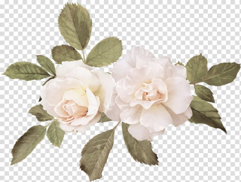 White petaled flowers illustration, Watercolor painting Wedding Cabbage rose Canvas, painting transparent background PNG clipart