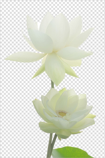 White petaled flowers, Nelumbo nucifera Lotus Pond Egyptian lotus Flower Nymphaea alba, Noble white lotus material transparent background PNG clipart