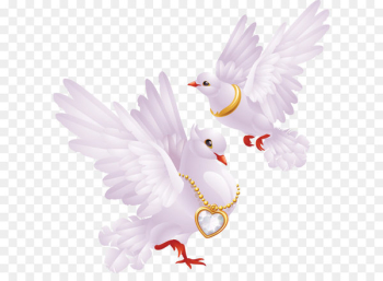 White Pigeon Comm School District Domestic pigeon Tasty Nut Shop Farrand Funeral Home Jerry Kash Inc - White pigeons PNG image 