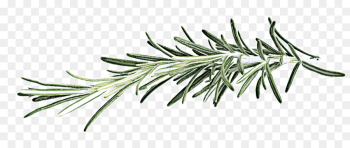 white pine jack pine shortleaf black spruce oregon pine tree
