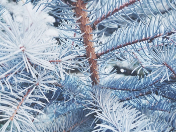 White Pine Tree White Pine Tree