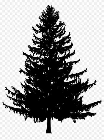 White Pine Tree Drawing At Getdrawings - Pine Tree Silhouette Png