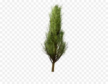 white pine tree plant lodgepole pine red juniper white pine tree plant lodgepole pine red juniper