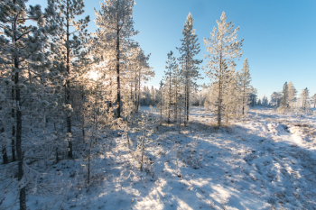 White Pine Trees White Pine Trees