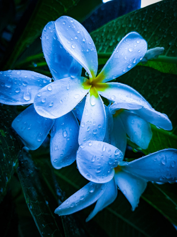 White Plumeria Flower White Plumeria Flower