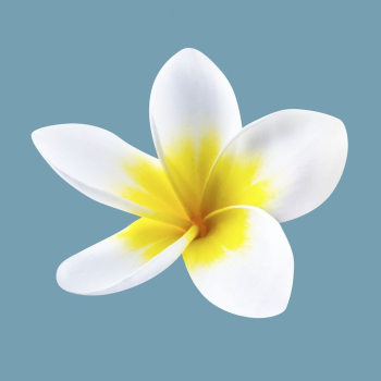 White plumeria, spring flower clipart | Free Photo - rawpixel White plumeria, spring flower clipart | Free Photo - rawpixel