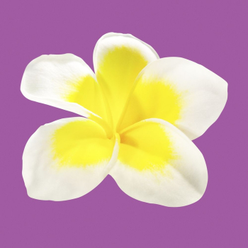 White plumeria, spring flower clipart | Free PSD - rawpixel White plumeria, spring flower clipart | Free PSD - rawpixel