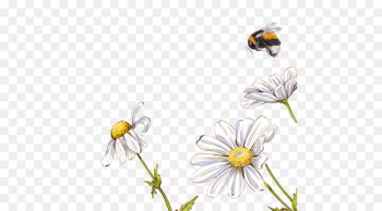 White Portable Network Graphics Chrysanthemum Image Oxeye daisy - white white 