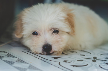 White Puppy White Puppy