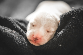 White Puppy White Puppy