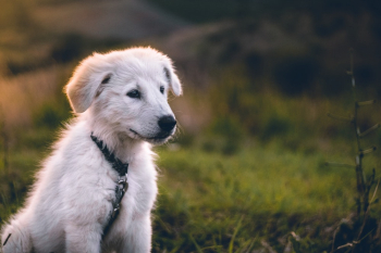 White Puppy White Puppy