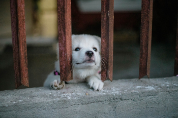 White Puppy White Puppy