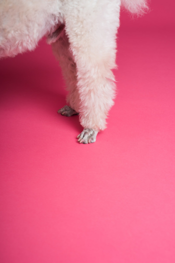 White Puppy&#39;s Legs