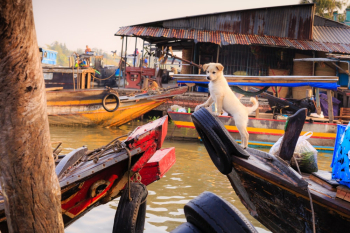 White Puppy on Boat White Puppy on Boat