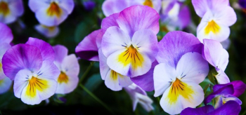 White Purple Flower White Purple Flower