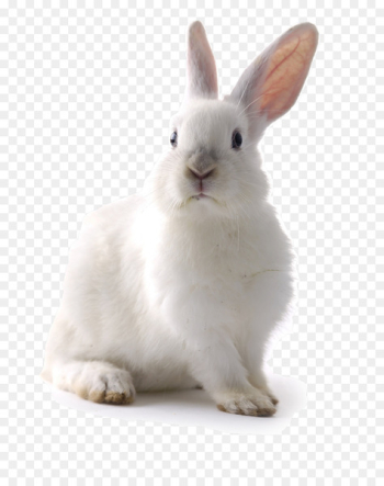 White Rabbit Easter Bunny Cat Lionhead rabbit - rabit White Rabbit Easter Bunny Cat Lionhead rabbit - rabit