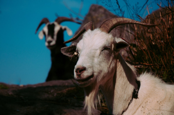 White Ram White Ram