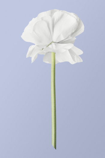 White ranunculus, flower collage element | Free PSD - rawpixel White ranunculus, flower collage element | Free PSD - rawpixel