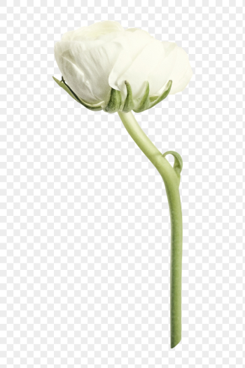 White ranunculus png, flower clipart, | Free PNG - rawpixel