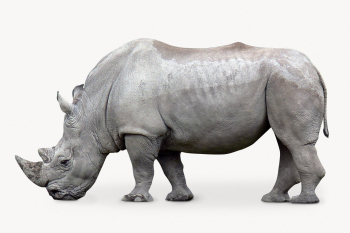 White rhinoceros isolated on white, | Free Photo - rawpixel White rhinoceros isolated on white, | Free Photo - rawpixel