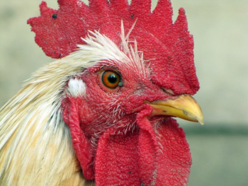 White Rooster White Rooster
